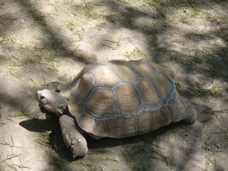 African spurred tortoise at Alameda Park Zoo