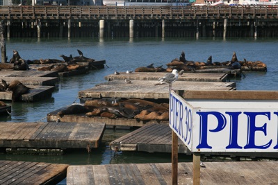 California sealions at Pier 39