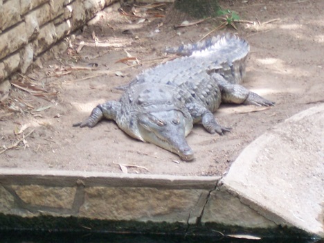 Crocodylus intermedius at San Antonio Zoo and Aquarium