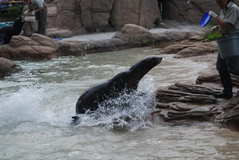 Californian Sea Lion at Bronx Zoo