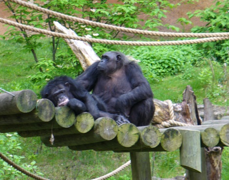 Chimpanzees at John Ball Zoo