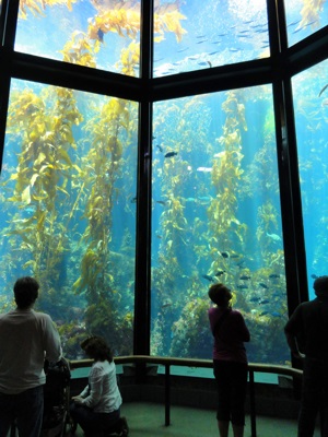 Kelp forest at Monterey Bay Aquarium