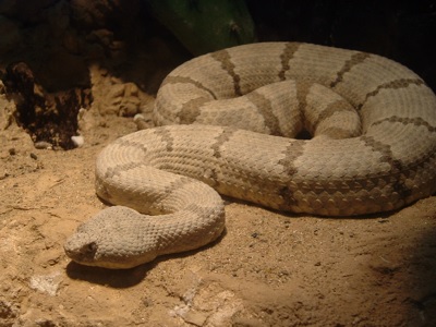 Viper at Nashville Zoo