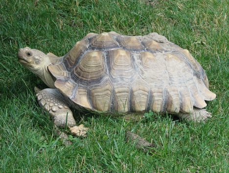 African spurred turtle at Potters Park