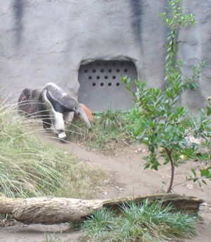 Anteaters at Sacramento Zoo