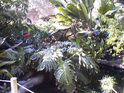 Ibis on a branch at Santa Ana Zoo